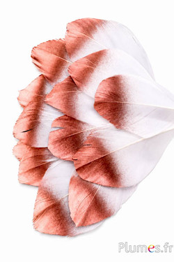 Petali in piume - 6-8 x 3-4 cm - bianco-bronzo